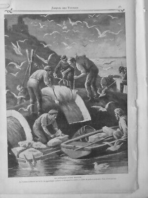 1906 Peach Whale Skinning Hommes On Corpse Gigantic Decoupent Rind