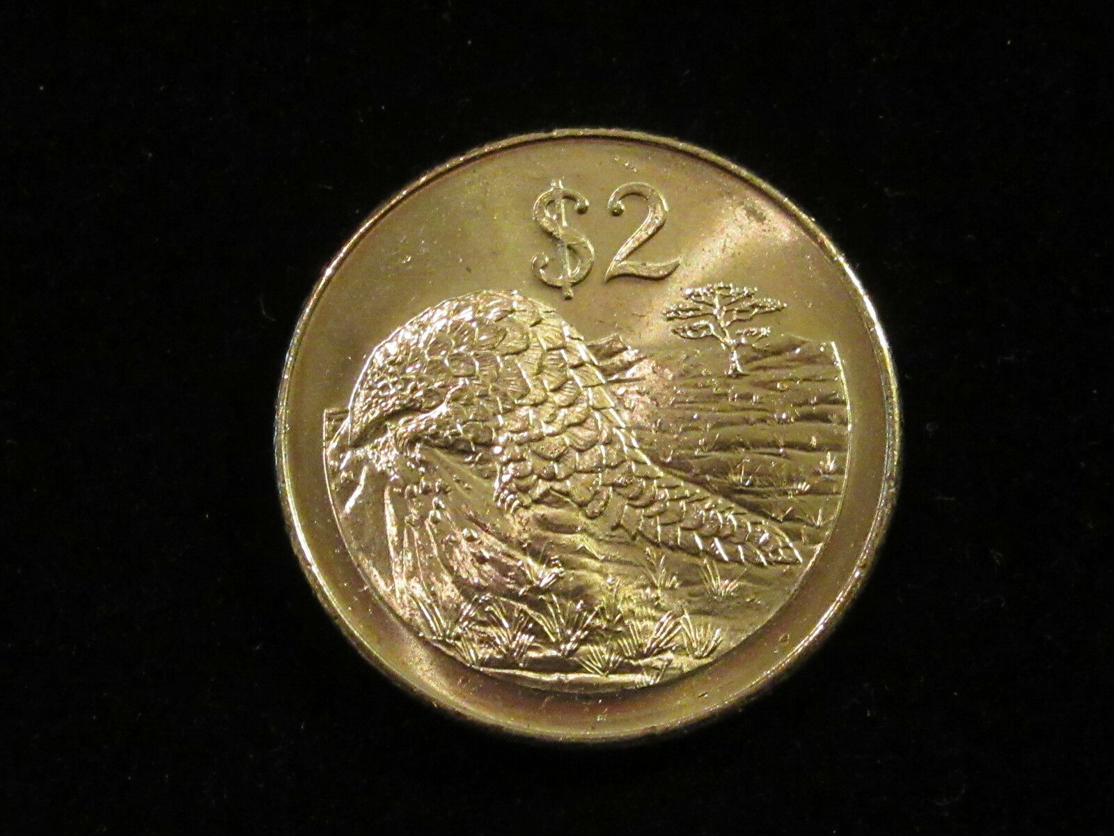 2001 Zimbabwe Coin  2 Dollars  Pangolin  Super Nice African Animal Coin